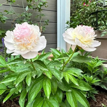 The Queen of Flowers?Peony Flower (Pack of 20)